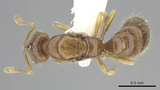 Prionopelta amabilis - CASENT0249588