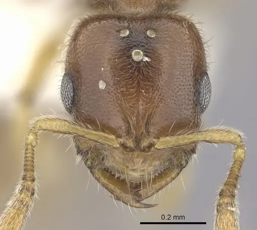 Prionopelta amabilis - CASENT0249588