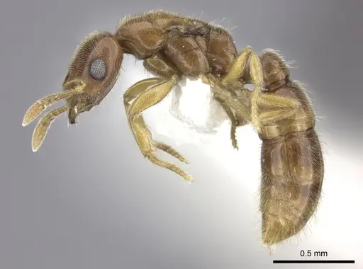 Prionopelta amabilis - CASENT0249588