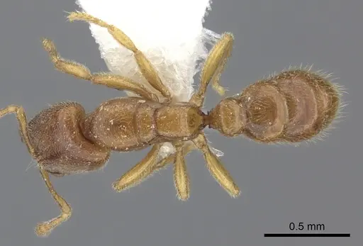 Prionopelta amabilis - CASENT0260461