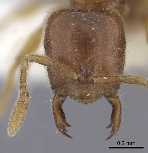 Prionopelta amabilis - CASENT0260461