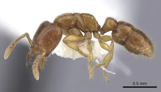 Prionopelta amabilis - CASENT0260461