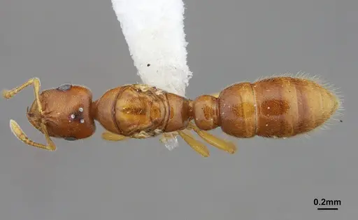 Prionopelta amabilis - CASENT0612386