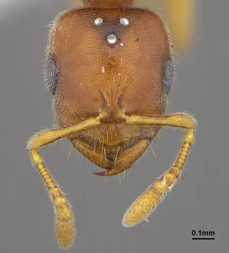 Prionopelta amabilis - CASENT0612386