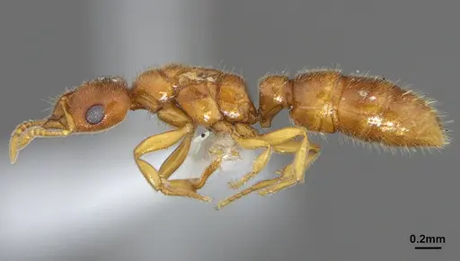 Prionopelta amabilis - CASENT0612386