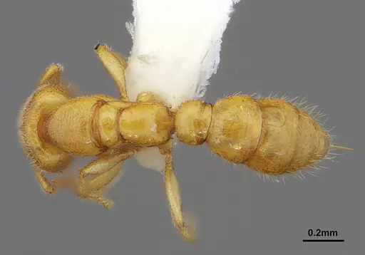 Prionopelta amabilis - CASENT0632086