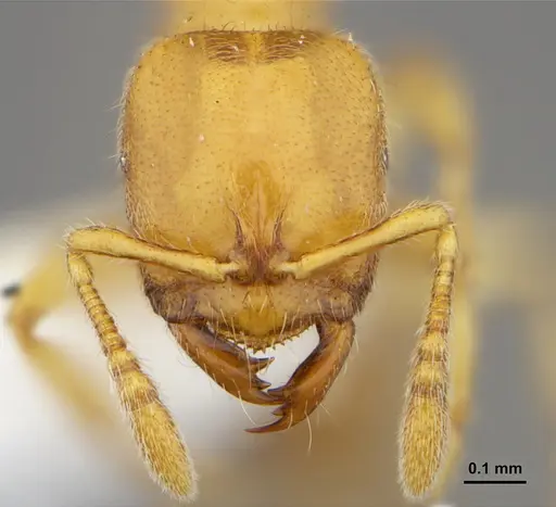 Prionopelta amabilis - CASENT0632086