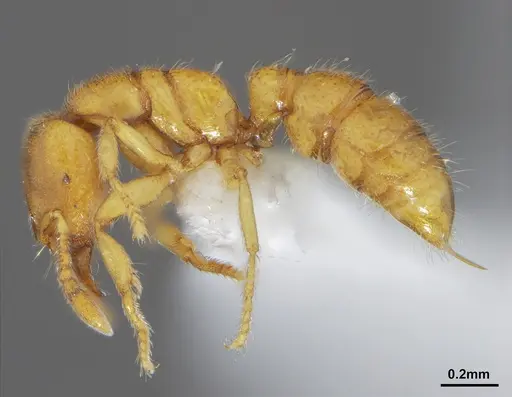 Prionopelta amabilis - CASENT0632086