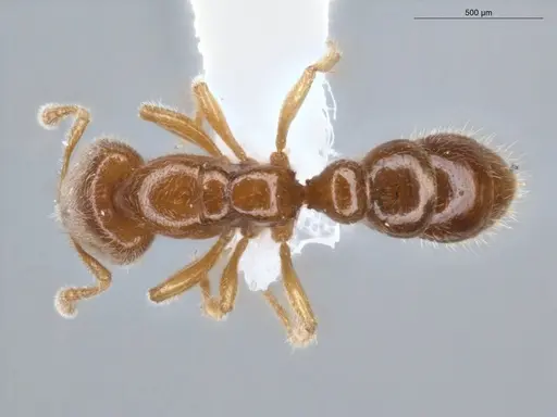 Prionopelta amabilis - ECOFOG-IT14-0059-67