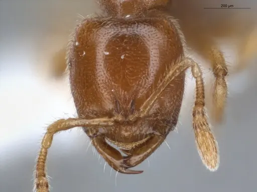 Prionopelta amabilis - ECOFOG-IT14-0059-67