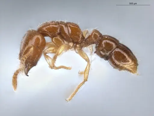 Prionopelta amabilis - ECOFOG-IT14-0059-67