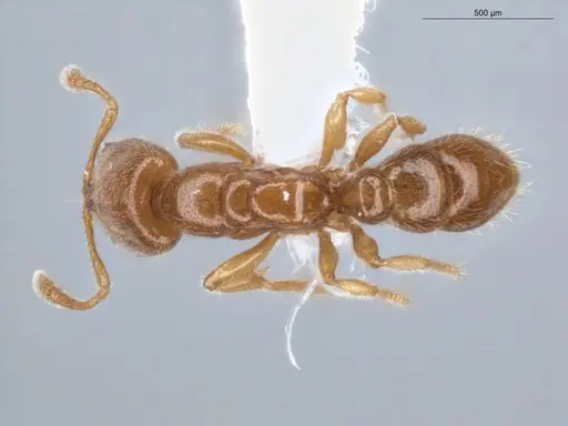 Prionopelta amabilis - ECOFOG-IT14-0069-40