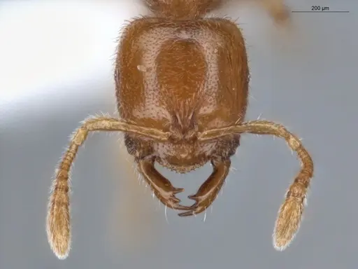 Prionopelta amabilis - ECOFOG-IT14-0069-40