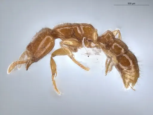 Prionopelta amabilis - ECOFOG-IT14-0069-40