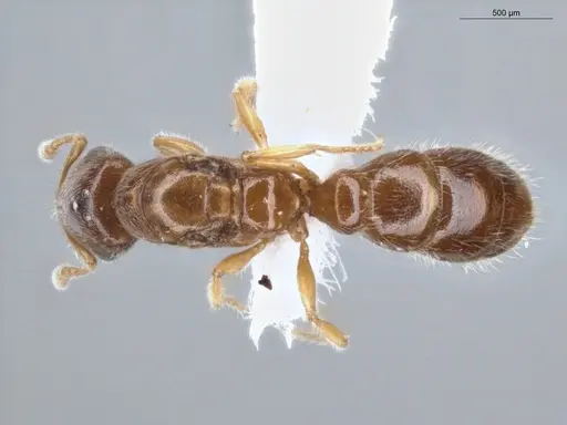 Prionopelta amabilis - ECOFOG-MI15-0244-52