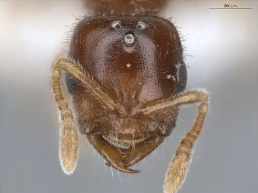 Prionopelta amabilis - ECOFOG-MI15-0244-52