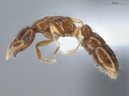 Prionopelta amabilis - ECOFOG-MI15-0244-52