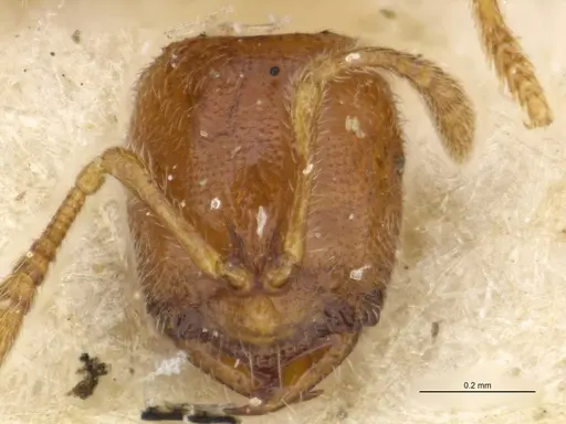 Prionopelta amabilis - MCZTYPE34787