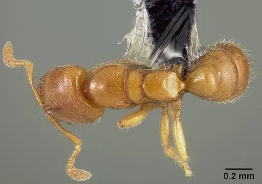 Prionopelta amabilis - USNMENT00446073