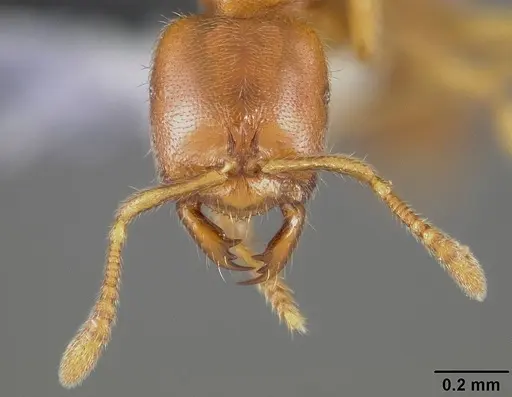 Prionopelta amabilis - USNMENT00446073