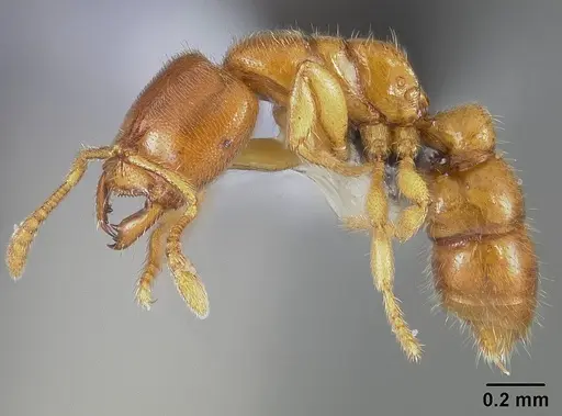 Prionopelta amabilis - USNMENT00446073