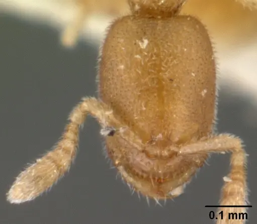 Prionopelta amieti specimen