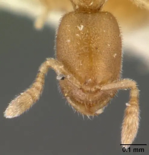 Prionopelta amieti specimen