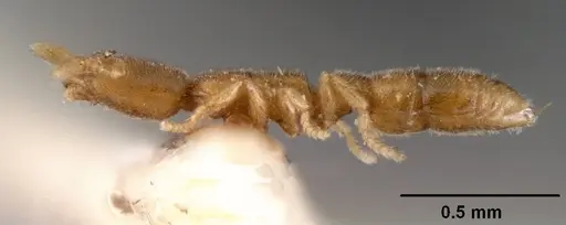 Prionopelta amieti - CASENT0101447