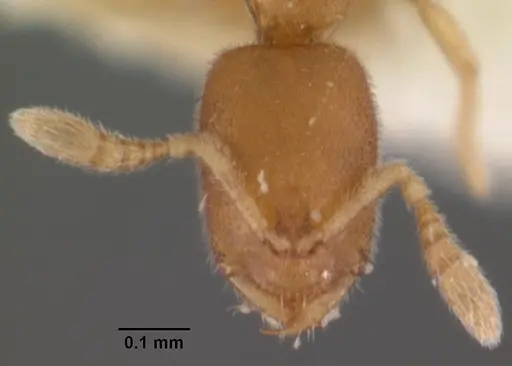 Prionopelta amieti - CASENT0102500