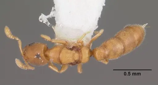 Prionopelta amieti - CASENT0102501