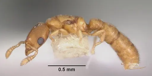 Prionopelta amieti - CASENT0102501