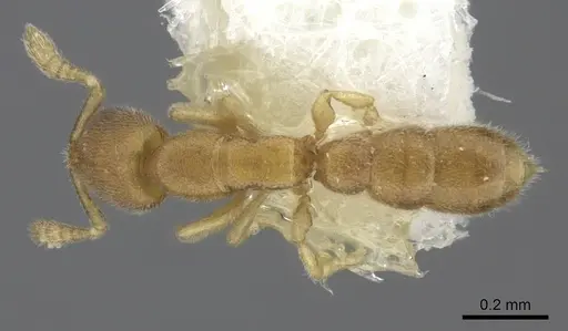 Prionopelta amieti - CASENT0260462