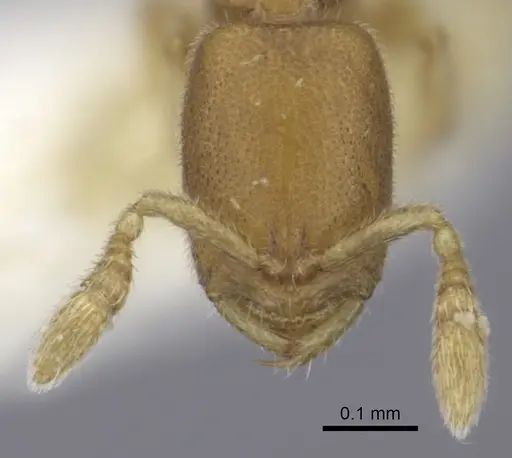 Prionopelta amieti - CASENT0260462