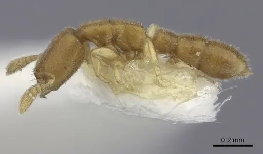 Prionopelta amieti - CASENT0260462