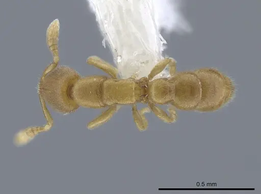 Prionopelta amieti - CASENT0629693