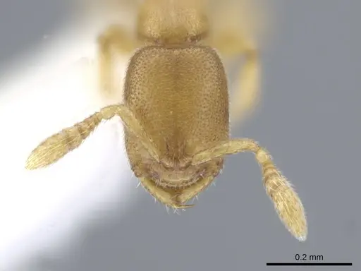 Prionopelta amieti - CASENT0629693