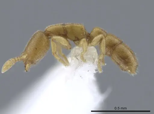 Prionopelta amieti - CASENT0629693