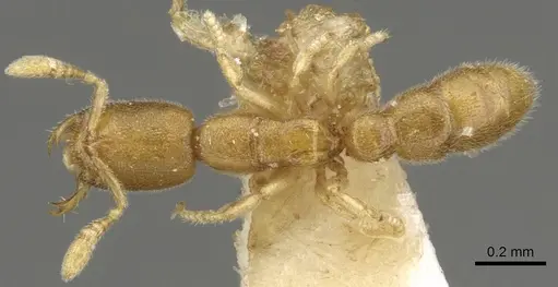 Prionopelta amieti - CASENT0902631