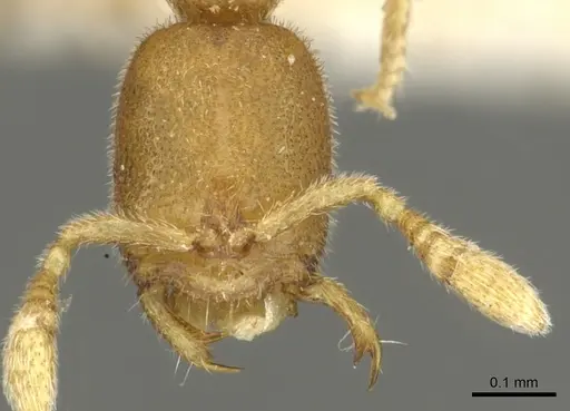 Prionopelta amieti - CASENT0902631