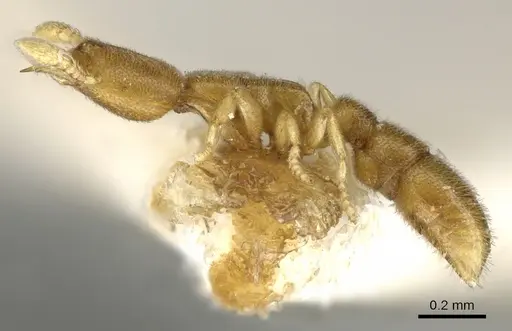 Prionopelta amieti - CASENT0902631