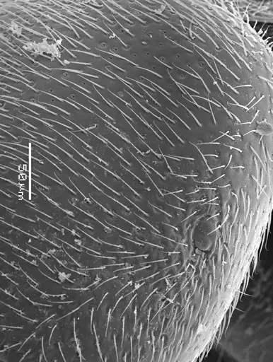 Prionopelta antillana specimen