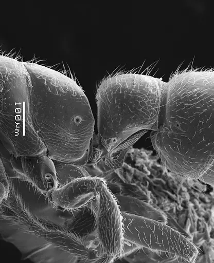 Prionopelta antillana specimen