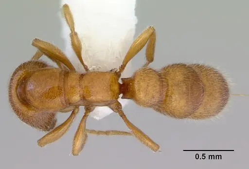 Prionopelta brocha specimen