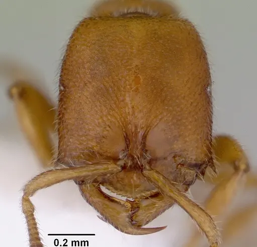 Prionopelta brocha specimen