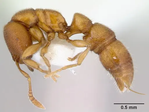 Prionopelta brocha specimen