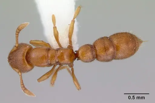 Prionopelta brocha - CASENT0172299