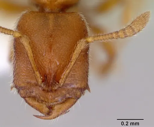 Prionopelta brocha - CASENT0172299