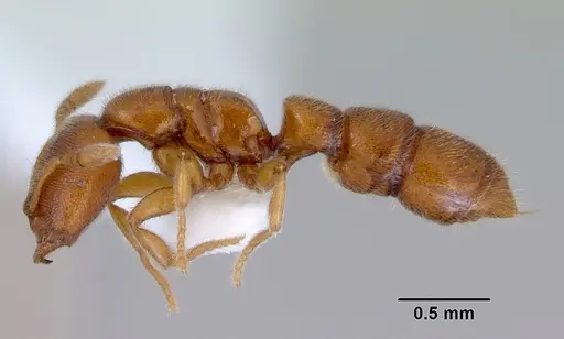 Prionopelta brocha - CASENT0172299