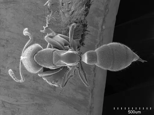 Prionopelta concenta specimen