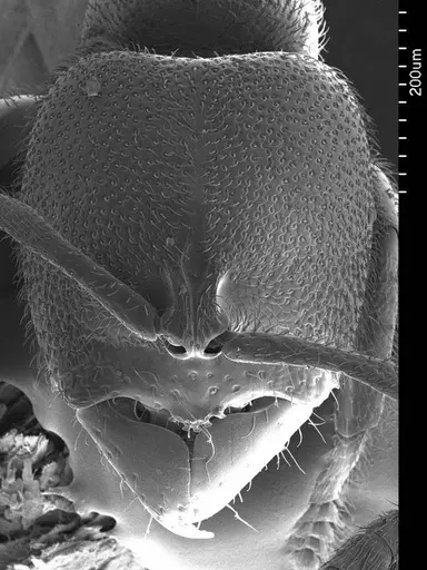 Prionopelta concenta specimen